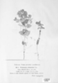 Peronospora alsinearum image